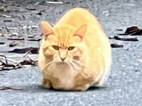 JX