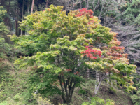 曇時々晴