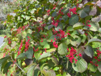 曇